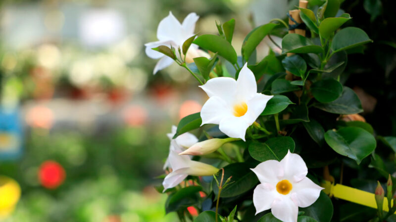 blume