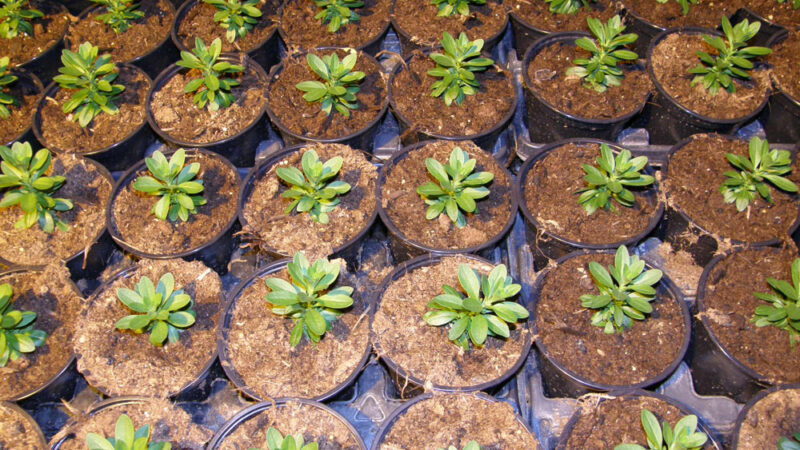 blumentoepfe