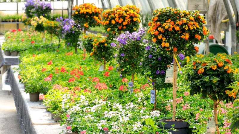 gaertnerei-blumen-korner-3